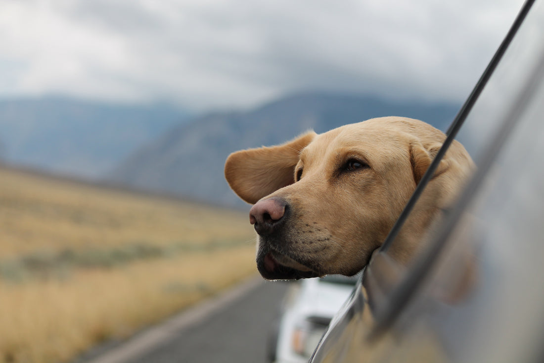 "Van Life with Pets: Crafting a Pet-Friendly Haven on Wheels"